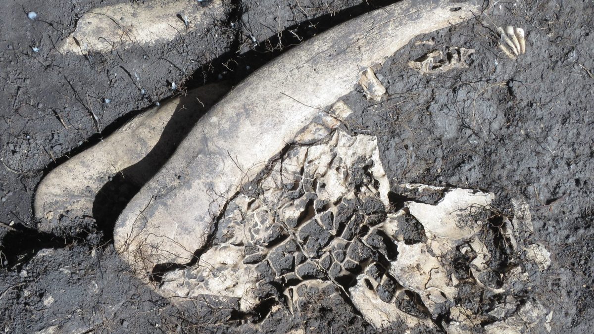 Closeup photo of a bison bone uncovered.