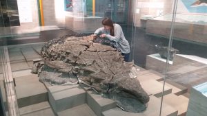A woman looks closely at a fossilized dinosaur inside a glass case in a museum.