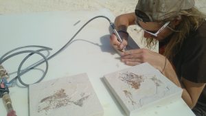 Alex Lowe leans over a fossil on a table and uses the air-scribe tool. Other fossils, contained in shale, sit on the table.