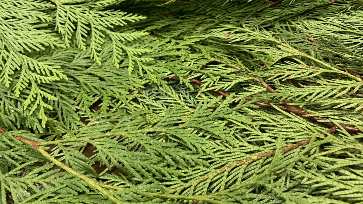 Pine needles