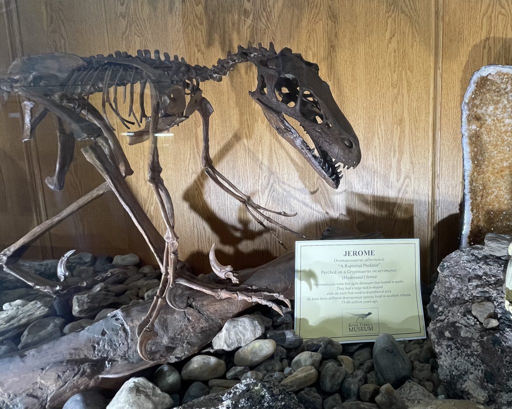 A skeleton of a raptoral dinosaur perches on a dinosaur bone in a display case