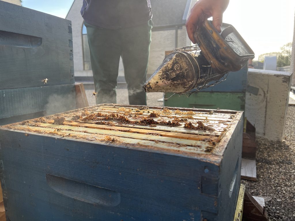 People puff smoke over a honeybee hive