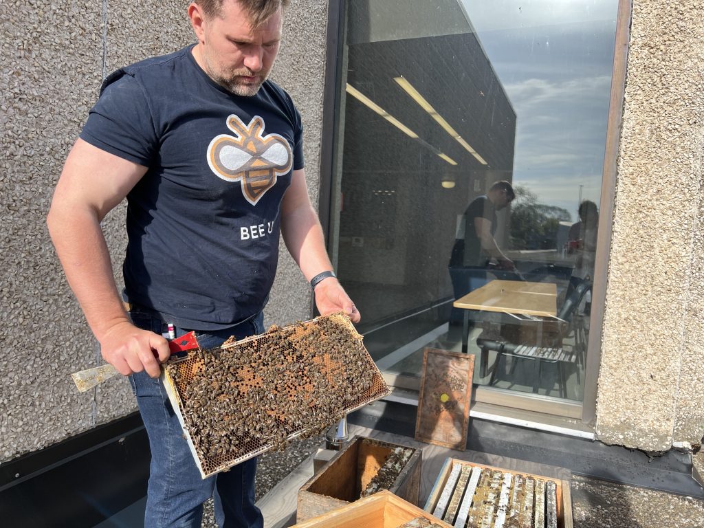 A beekeeper displays a frame of honeybees