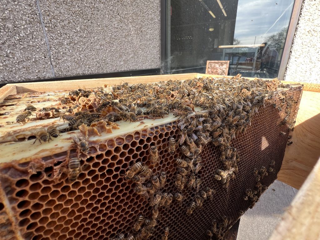 Closeup of bees in a honeybee hive