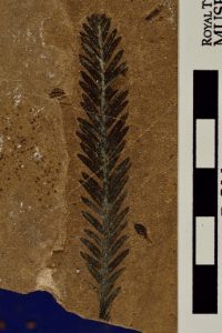 Fossilized branch with leaves extending from each side