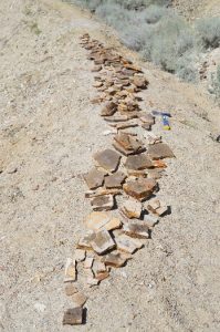 A long, narrow trail of rocks containing fossils is seen lying on the ground.