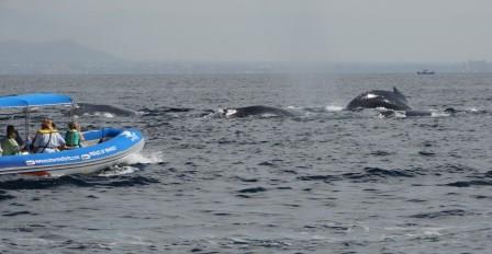 Whale-watching off Puerto Vallarta (photo credit Dr. Chris Malcolm) (web)