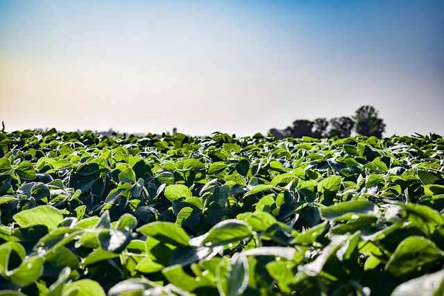 A field of green leaves, with a blue sky on the horizon